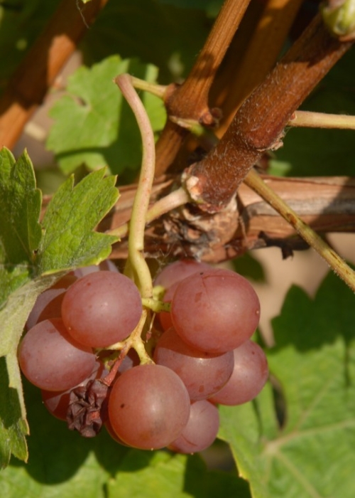 Siegerrebe ANT 0374